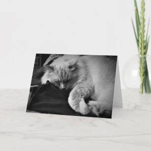 Ragdoll Cat / Noir, card