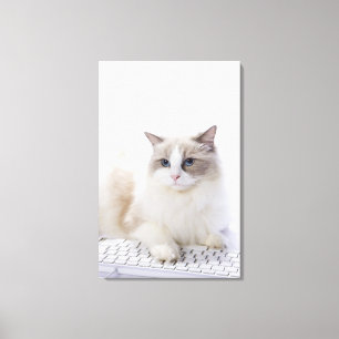 Ragdoll cat on computer keyboard canvas print