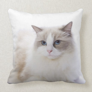 Ragdoll cat on computer keyboard cushion