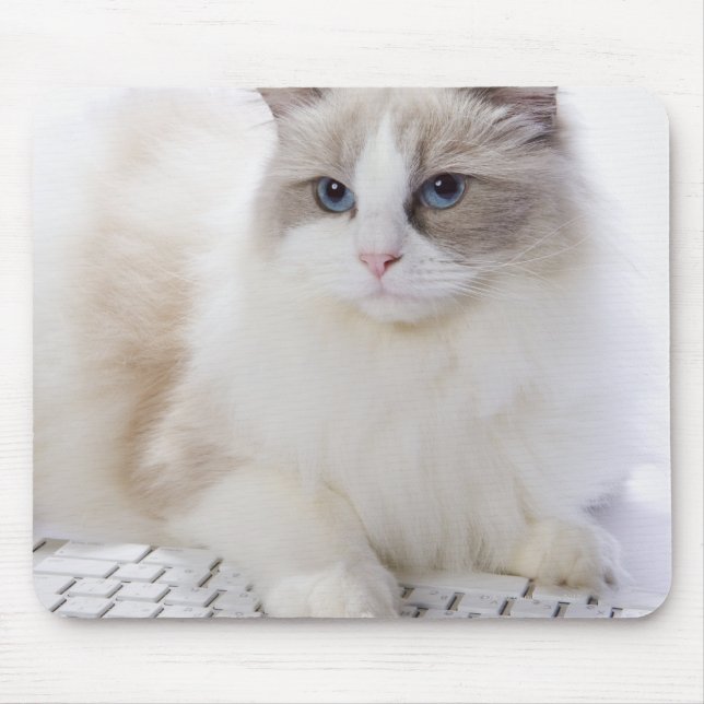 Ragdoll cat on computer keyboard mouse mat (Front)