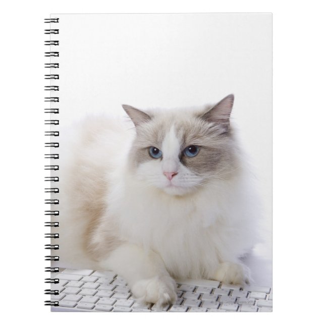 Ragdoll cat on computer keyboard notebook (Front)