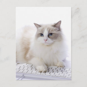 Ragdoll cat on computer keyboard postcard