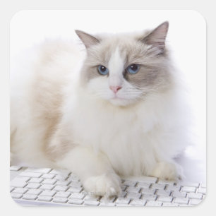 Ragdoll cat on computer keyboard square sticker