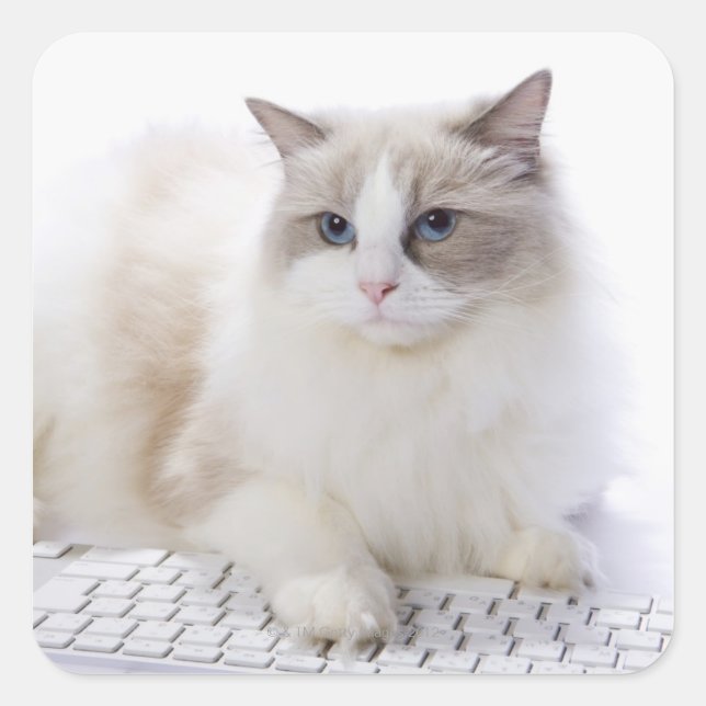 Ragdoll cat on computer keyboard square sticker (Front)