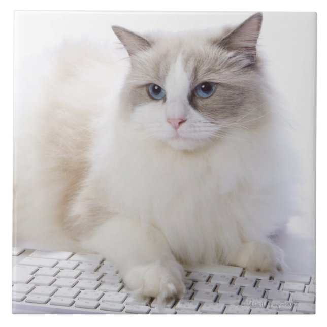 Ragdoll cat on computer keyboard tile (Front)