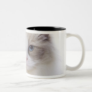 Ragdoll cat on computer keyboard Two-Tone coffee mug