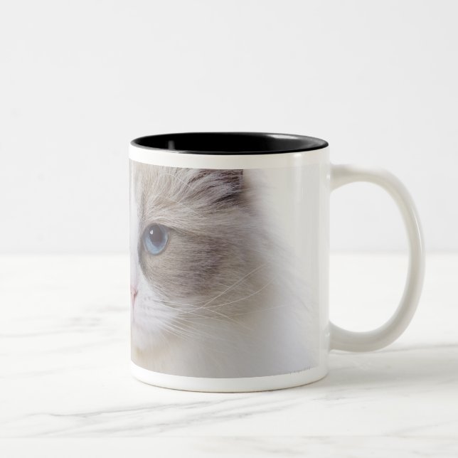 Ragdoll cat on computer keyboard Two-Tone coffee mug (Right)