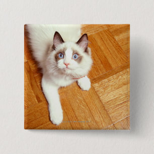 Ragdoll cat on floor, elevated view 15 cm square badge