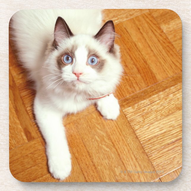 Ragdoll cat on floor, elevated view coaster (Front)