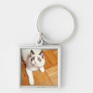 Ragdoll cat on floor, elevated view key ring