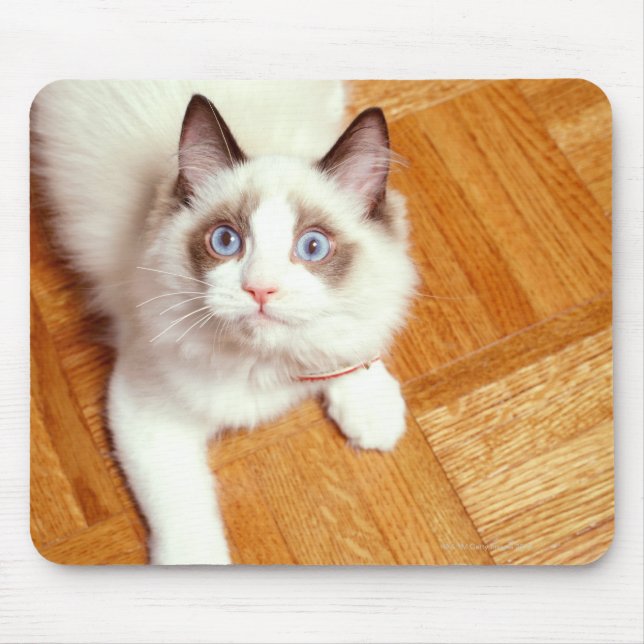 Ragdoll cat on floor, elevated view mouse mat (Front)