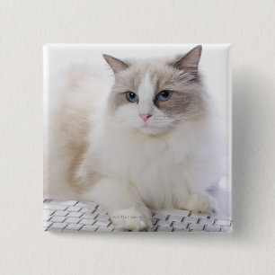 Ragdoll Cat on Keyboard 15 Cm Square Badge