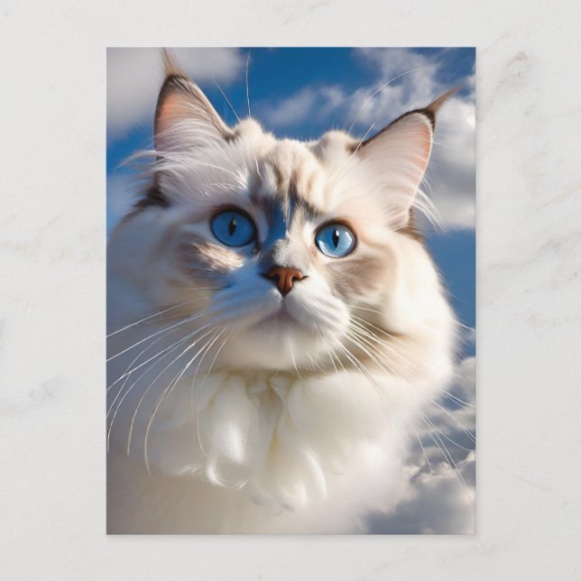 Ragdoll Cat Postcard (Front)