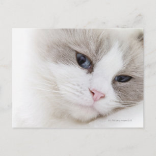 Ragdoll cat postcard