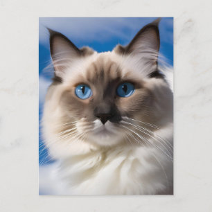 Ragdoll Cat Postcard