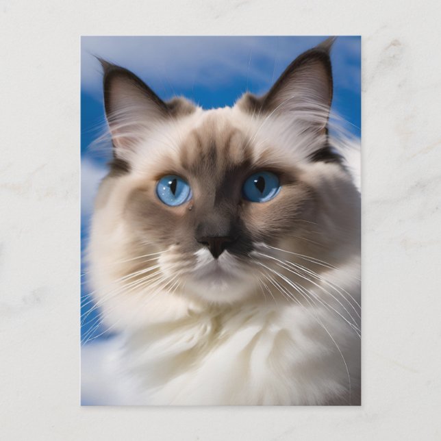 Ragdoll Cat Postcard (Front)