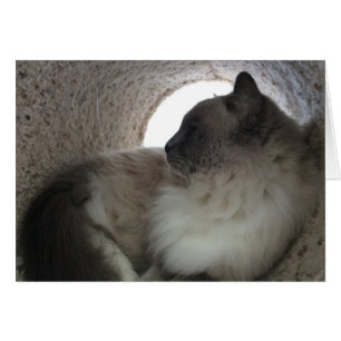 Ragdoll Cat Profile, card