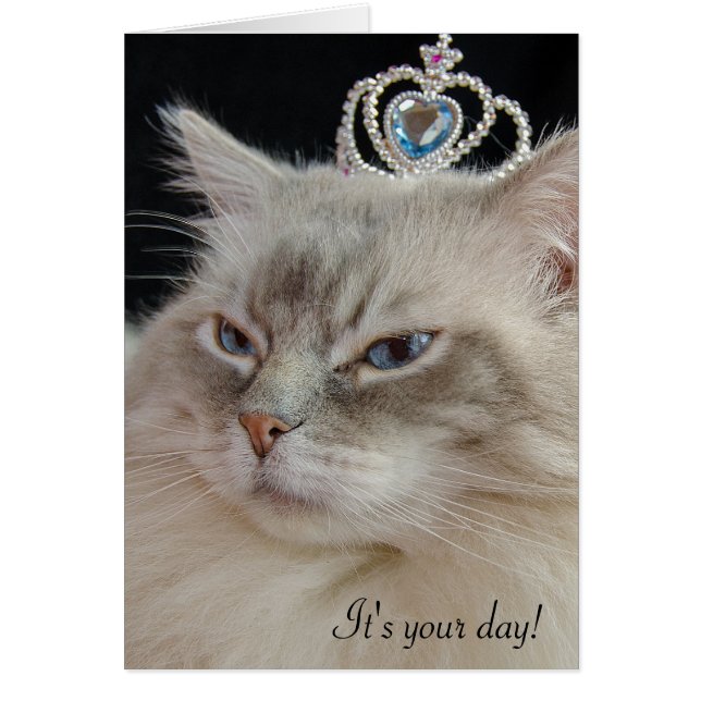 Ragdoll cat with jewelled crown (Front)