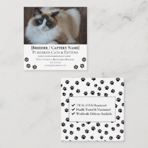 Ragdoll Cattery Customisable Cat Breeder Square Business Card