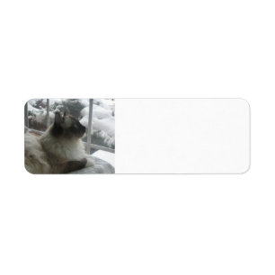Ragdoll Himalayan Cat Kitty Snow Christmas Scene