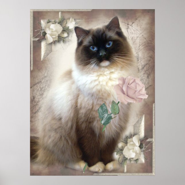 Ragdoll holding single rose poster (Front)