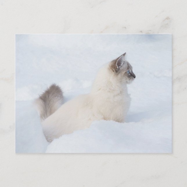 Ragdoll in the snow post card (Front)