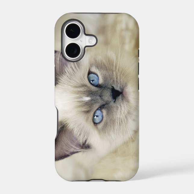 Ragdoll kitten (Back)