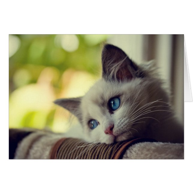 Ragdoll Kitten (Front Horizontal)