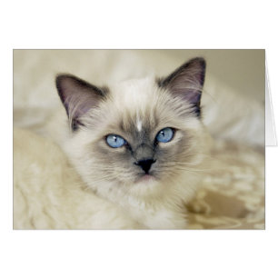 Ragdoll kitten