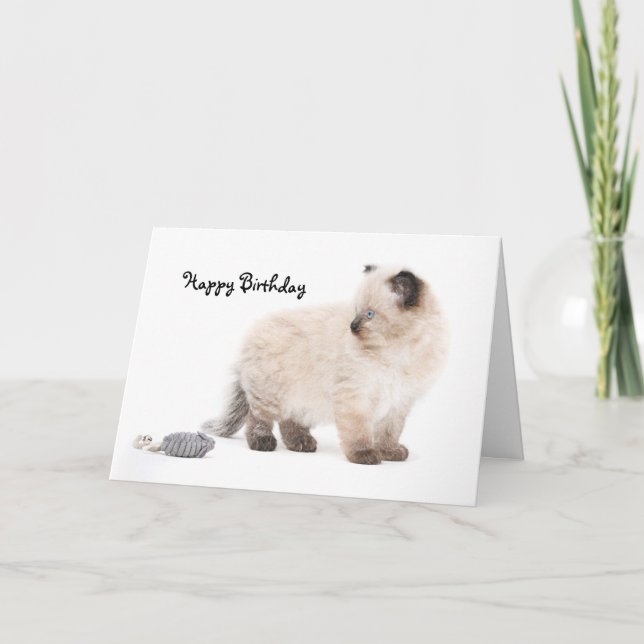 Ragdoll kitten Birthday Card (Front)