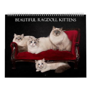 Ragdoll Kitten Calendar