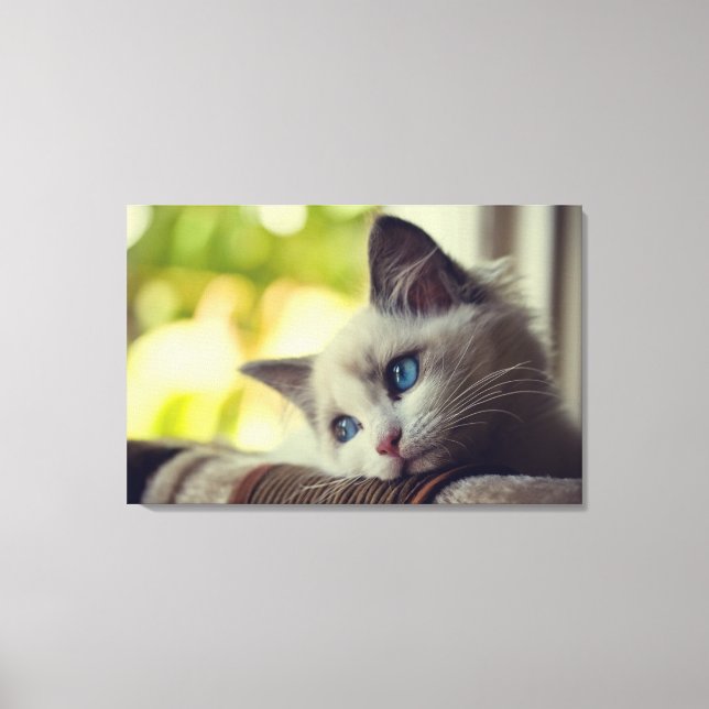 Ragdoll Kitten Canvas Print (Front)