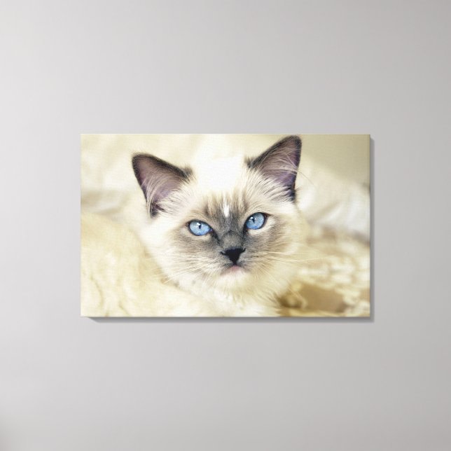 Ragdoll kitten canvas print (Front)