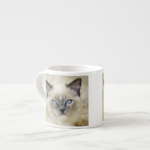 Ragdoll kitten espresso cup