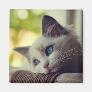 Ragdoll Kitten Magnet