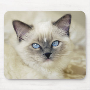 Ragdoll kitten mouse mat