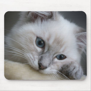 ragdoll kitten mousepad