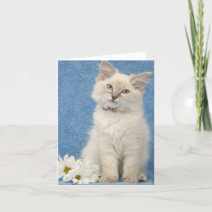 ragdoll kitten note card