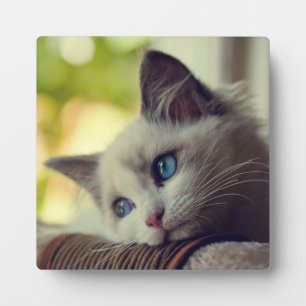 Ragdoll Kitten Plaque