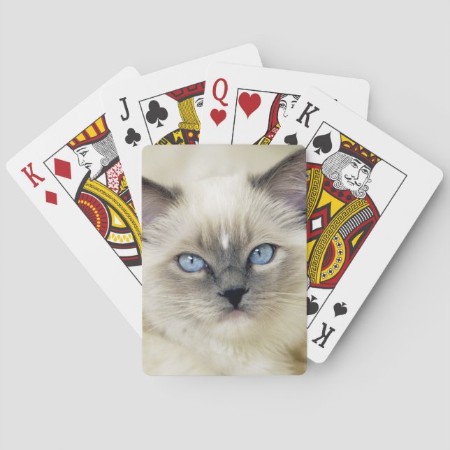 Ragdoll kitten playing cards (Back)