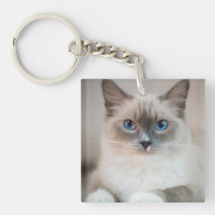 Ragdoll Kitten Portrait Key Ring