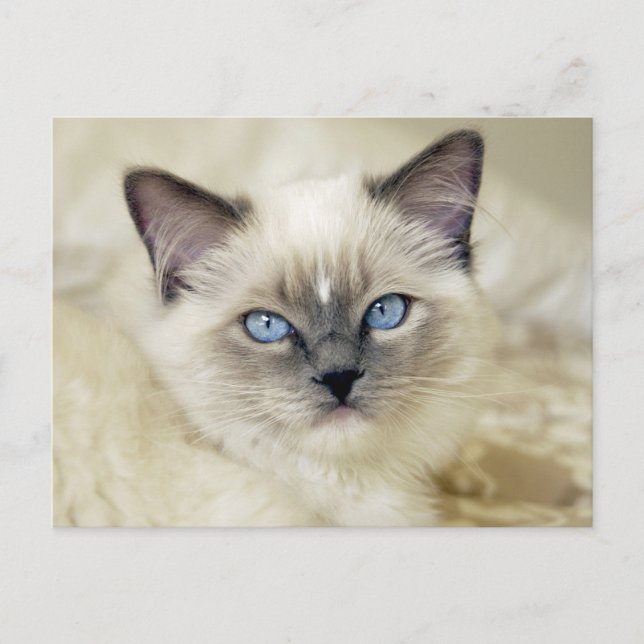 Ragdoll kitten postcard (Front)