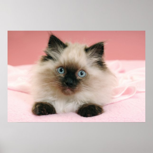 ragdoll kitten poster (Front)