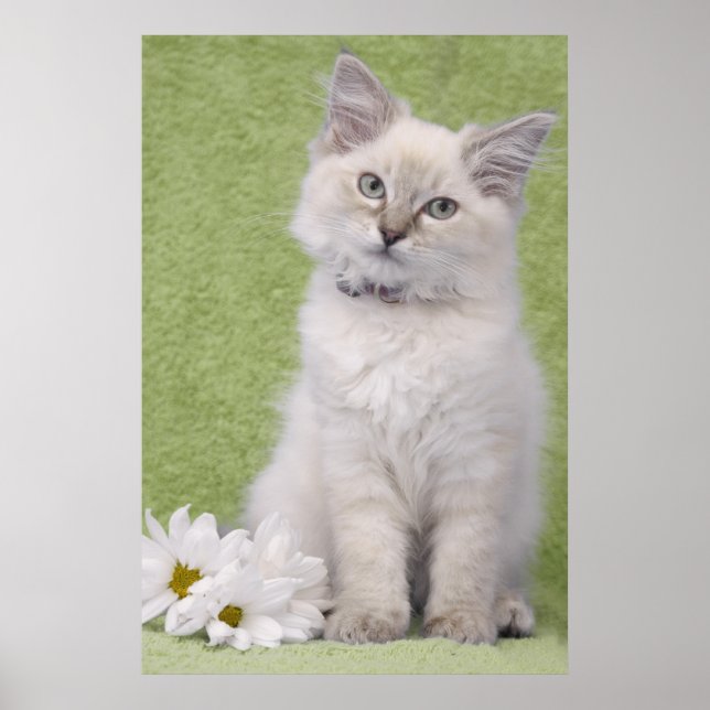 Ragdoll kitten poster with green background (Front)