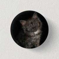 Ragdoll kitten ragdoll cat face black white kitty