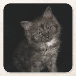Ragdoll kitten ragdoll cat face black white kitty  square paper coaster