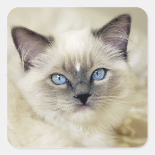 Ragdoll kitten square sticker
