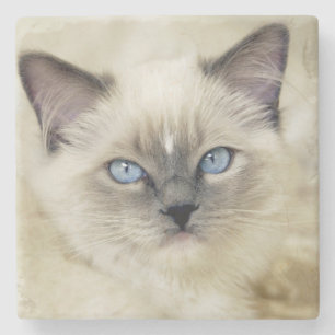 Ragdoll kitten stone coaster