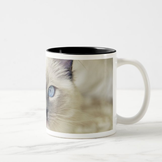 Ragdoll kitten Two-Tone coffee mug (Right)
