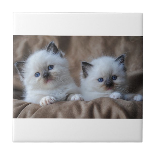 Ragdoll Kittens Tile (Front)